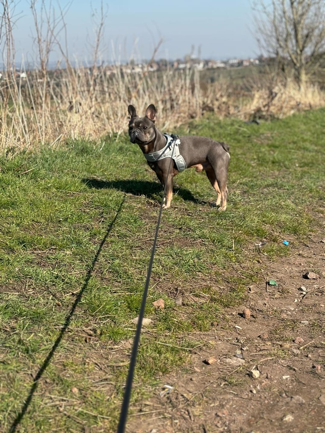Customer photo review of Boomerang Harness - XS-M Breeds - Grey
