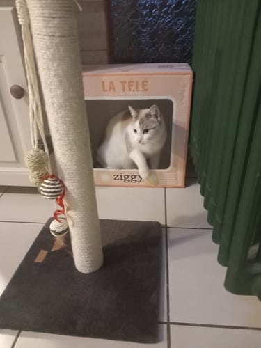 Avis photo d'un client sur Croquettes Chat Stérilisé Sans Céréales - Saumon