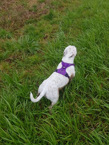 Beatrice C. review of Air Harness | Anti-Pull & With Handle - Purple image 1 out of 3