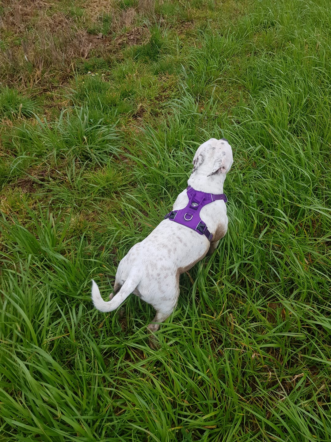 Customer photo review of Air Harness | Anti-Pull & With Handle - Purple