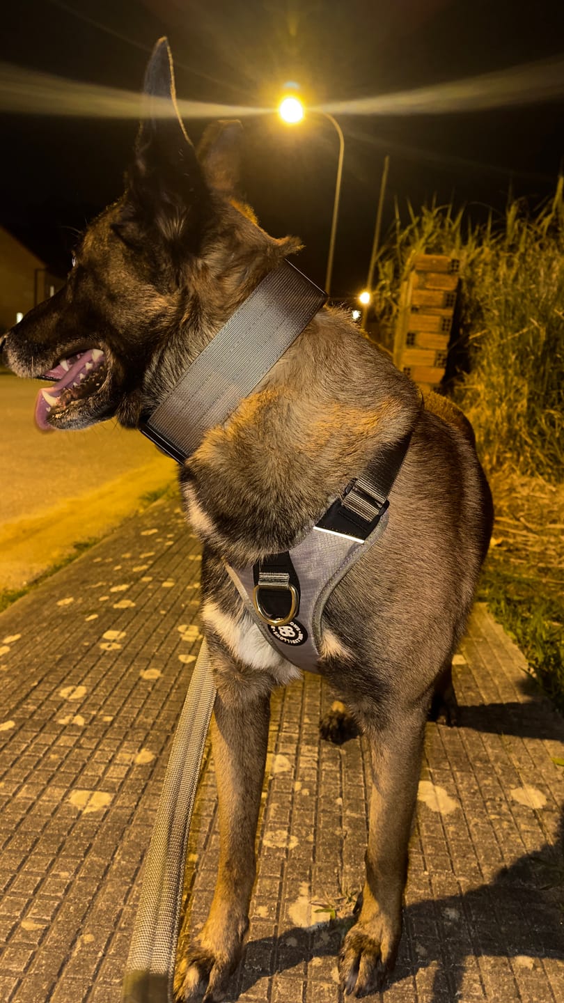 Customer photo review of 5cm Combat® Collar | With Handle & Secure Clip - Metal Grey