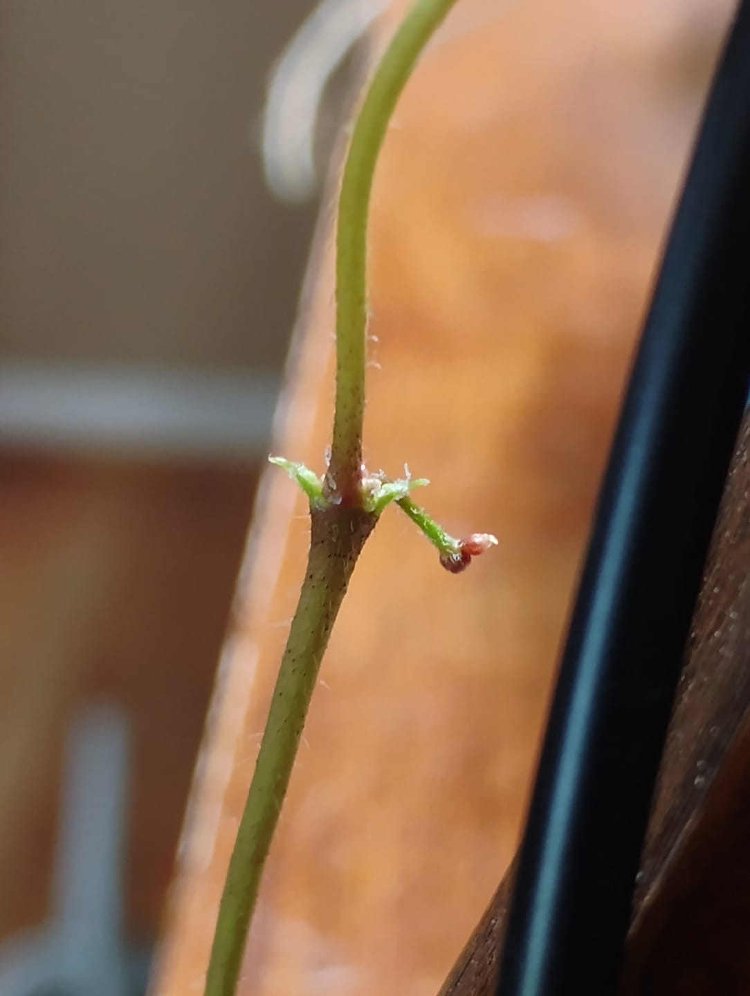 Customer photo review of Hoya caudata