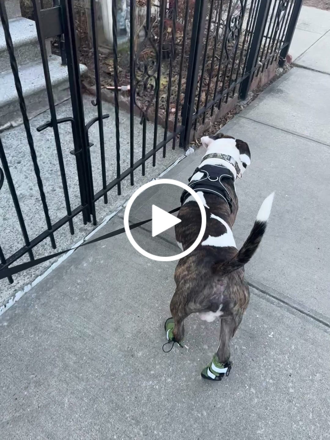 Customer video review of Flex Shell Waterproof Dog Boots - Green