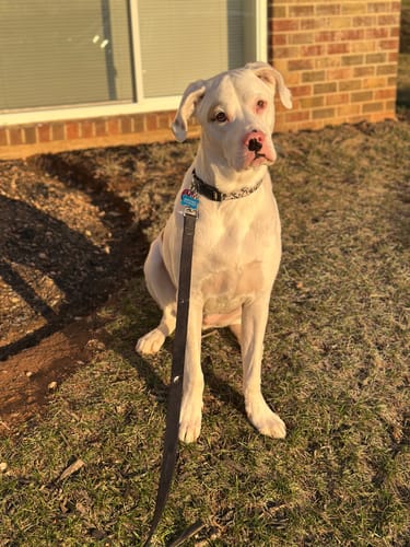 Customer photo review of 5-6 Inch Large Collagen Champion Chew