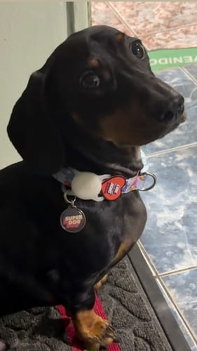 Customer photo review of Placa Super Dog