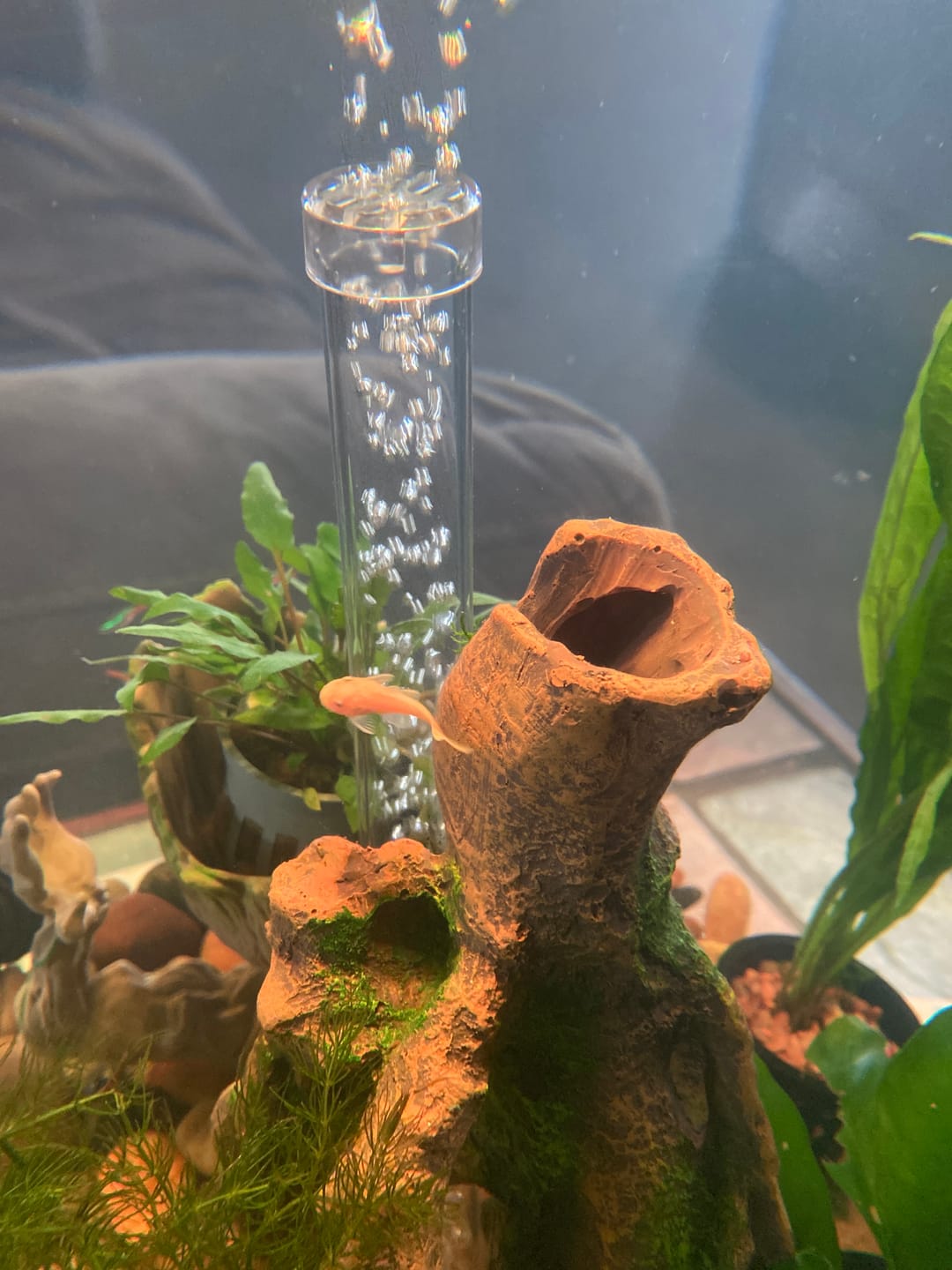 Customer photo review of L144a Blue Eye Lemon Bristlenose Pleco (2 Inches) "NEW"