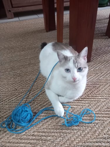 Avis photo d'un client sur Croquettes Chat Stérilisé Sans Céréales - Poulet