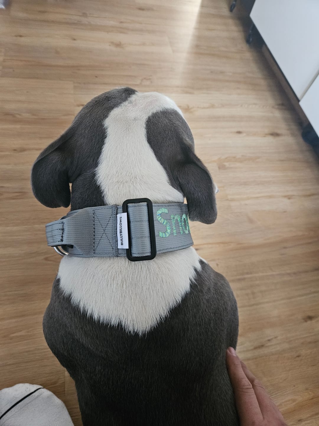 Customer photo review of 5cm Combat® Collar | With Handle & Secure Clip - Metal Grey