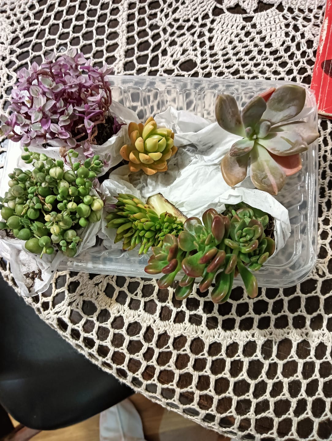 Customer photo review of Variegated String of Pearls - Senecio rowleyanus variegata
