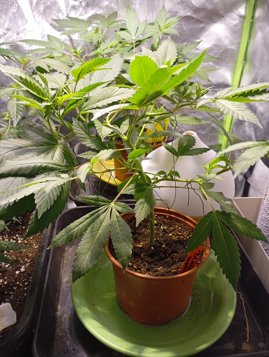 Customer photo review of Hanfstecklinge | Blackberry Moonrock