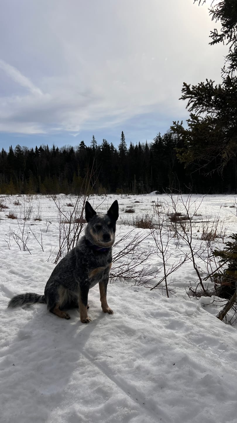 Customer photo review of Bold By Nature - Mega Viande crue pour chien