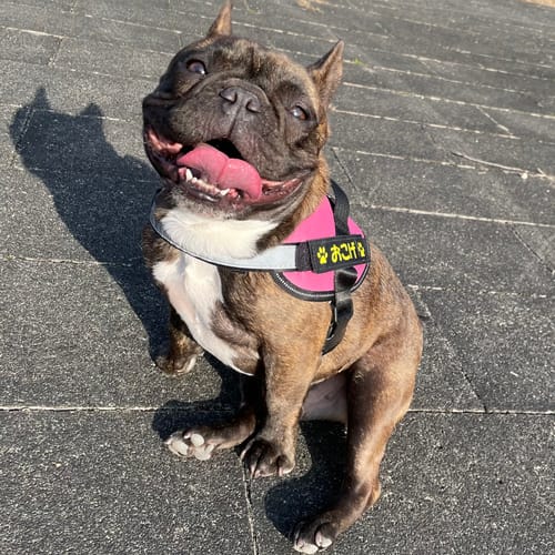 Customer photo review of FunFunPet 高機能ハーネス（お名前タグ作成サービス付き）