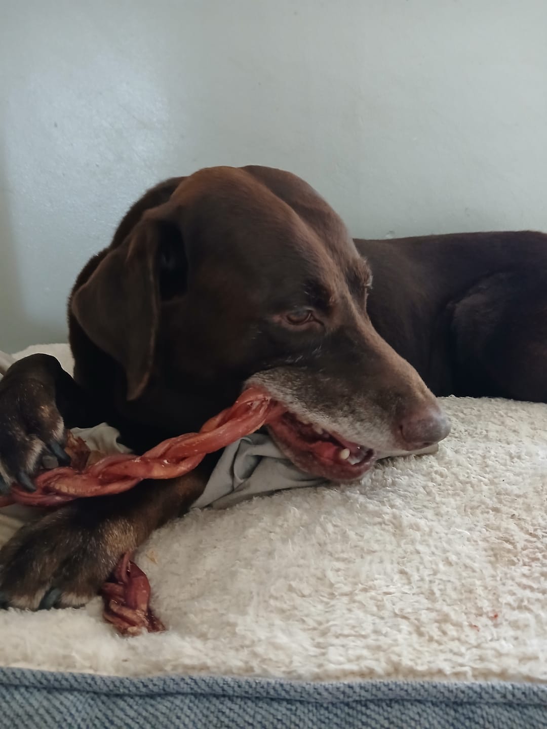 Customer photo review of 12 Inch Jumbo Braided Bully Stick