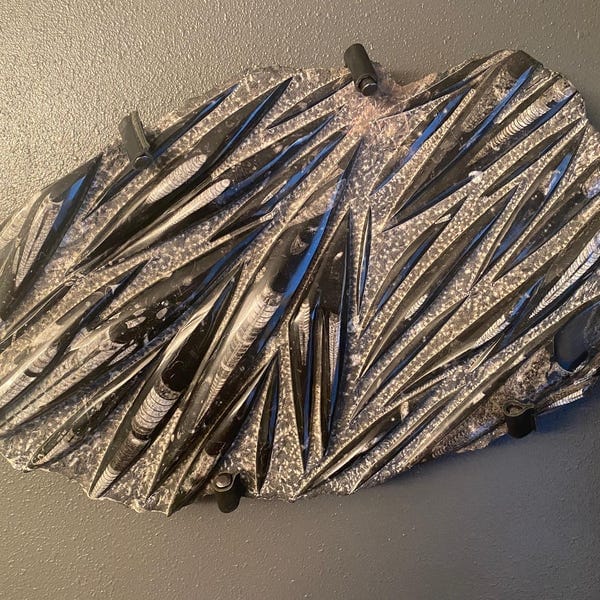 Customer photo review of Gun Hooks