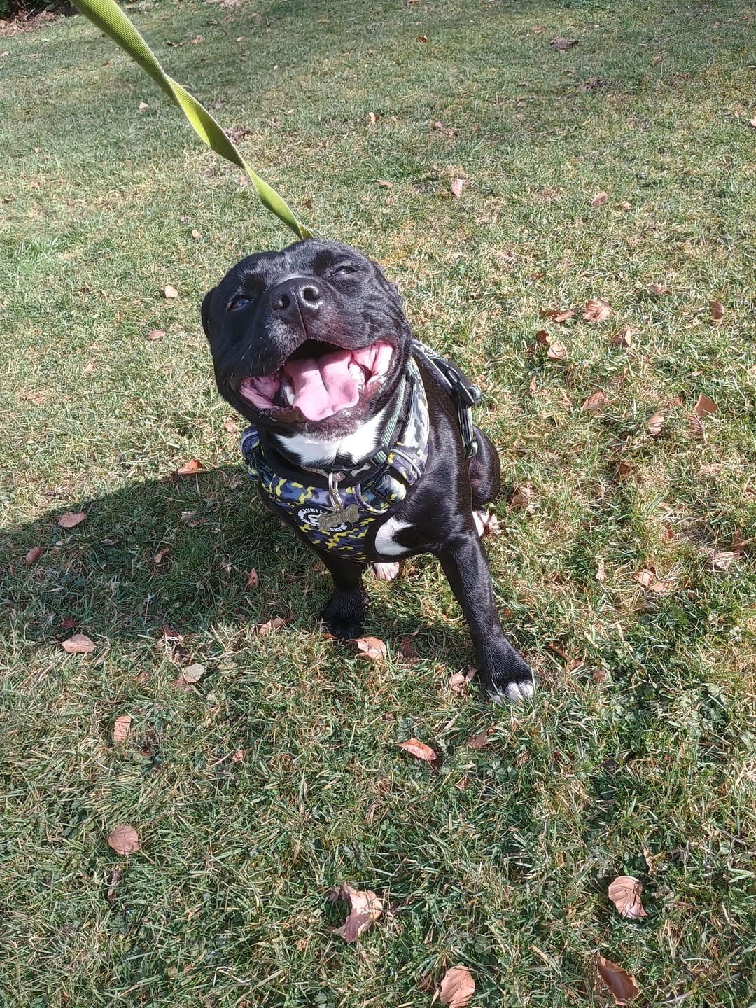 Customer photo review of Comfort Premium Harness | Non Restrictive - Lightning