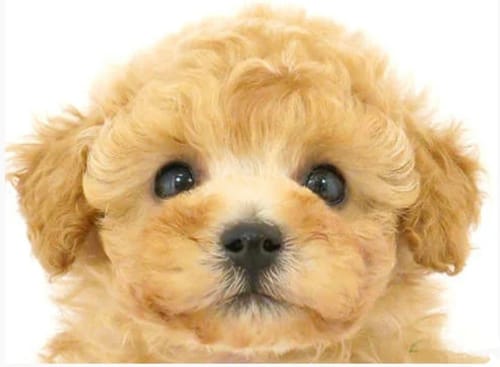 Customer photo review of FunFunPet 高機能ハーネス（お名前タグ作成サービス付き）