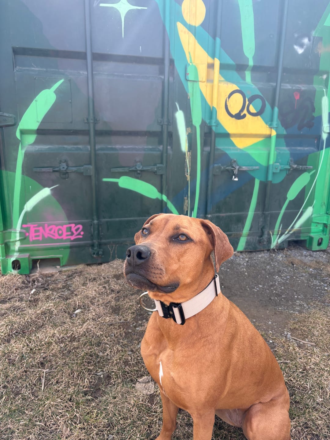 Customer photo review of 2" Tactik Dog Collar - Buttercream