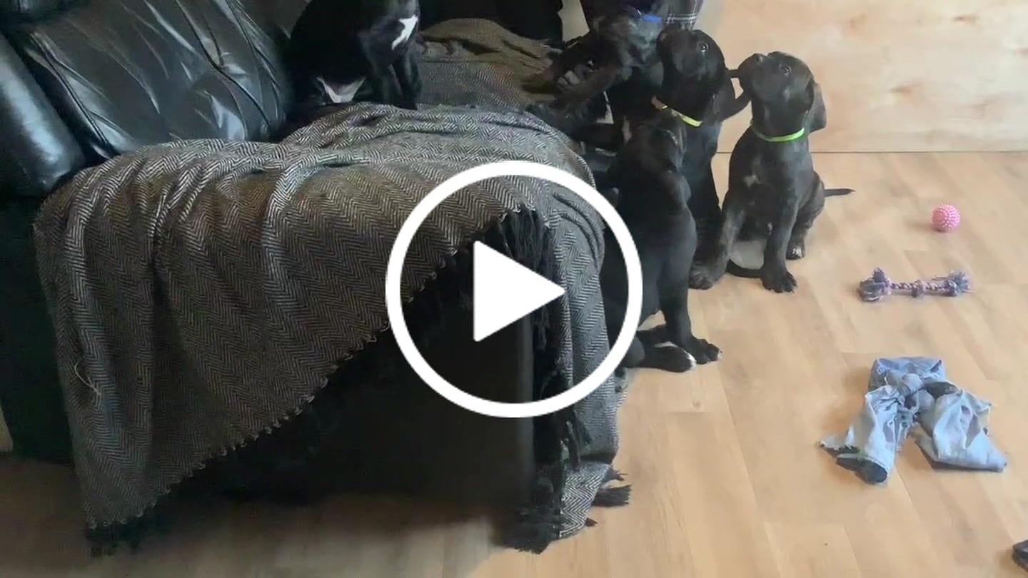 Customer video review of MultiProtein Dry Puppy Food