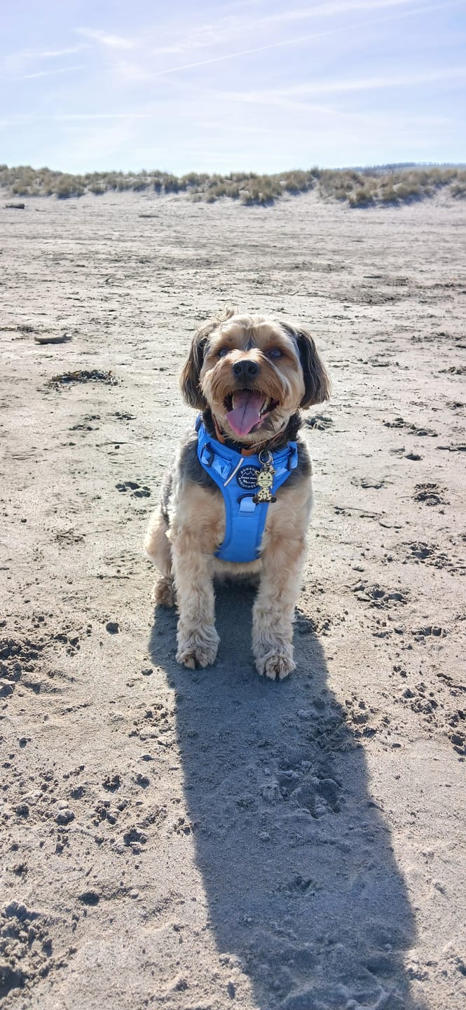 Customer photo review of Tough Trails™ Harness - Walkies Ready® Cornflower Blue
