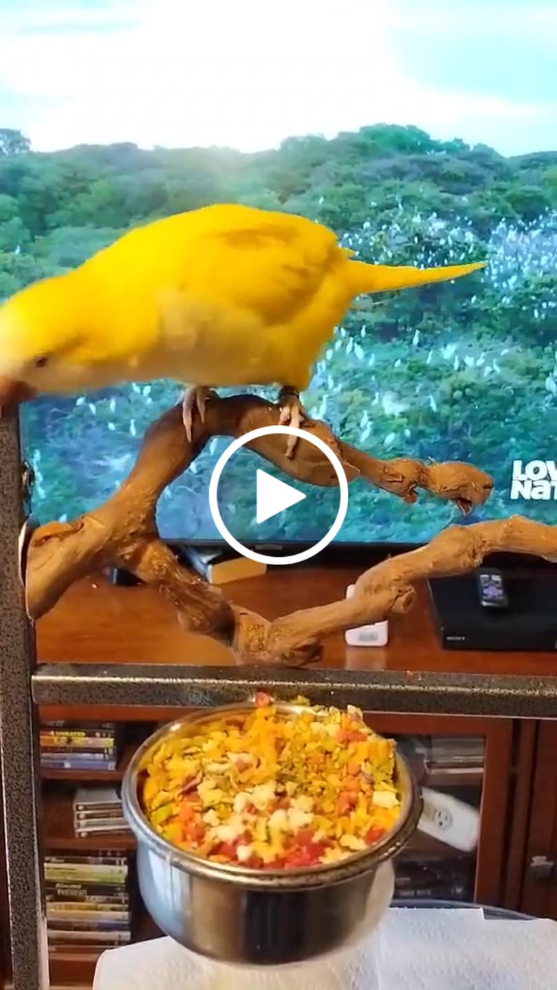 Customer video review of Bird Bites Freeze Dried Chop - Totally Veggies - No Fruit