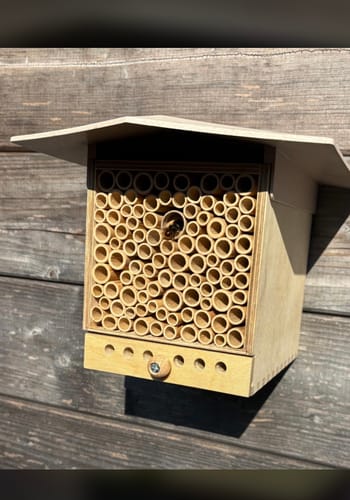 Customer photo review of Startpopulation - Rostrote Mauerbiene