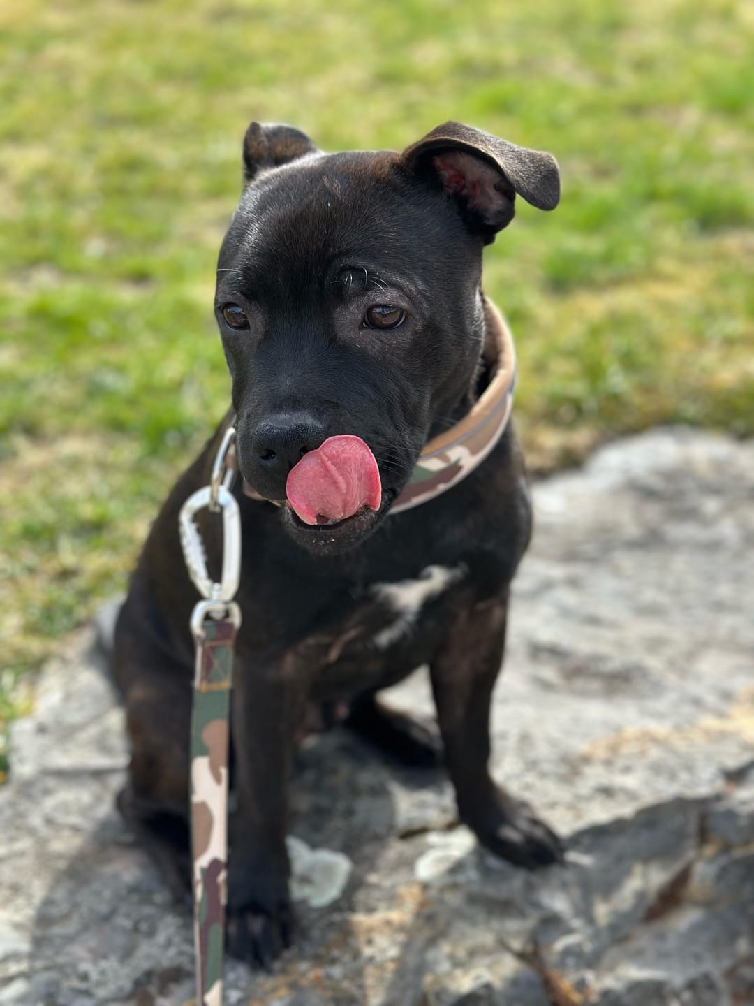 Customer photo review of Staffordshire Bull Terrier 1935® Nylon Leash - Sand Camo - Carabiner