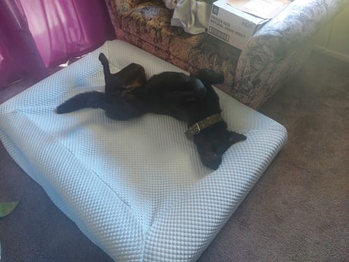 Customer photo review of Orthopaedic Memory Foam Bed
