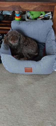 Customer photo review of Lucky Belly