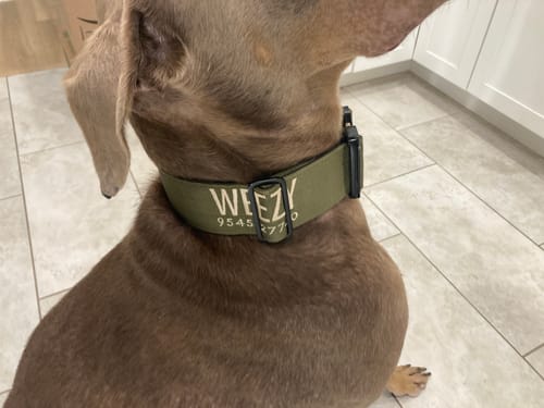 Customer photo review of 2" Tactik Dog Collar - Olive