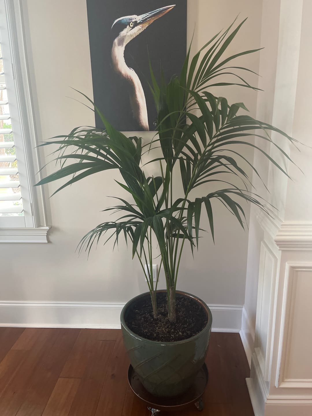Customer photo review of Kentia Palm, Howea Forsteriana, Exotic and Rare