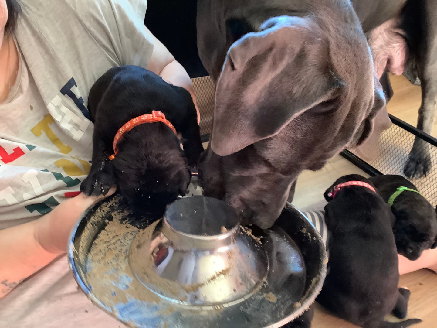 Customer photo review of Scottish Salmon Dry Food