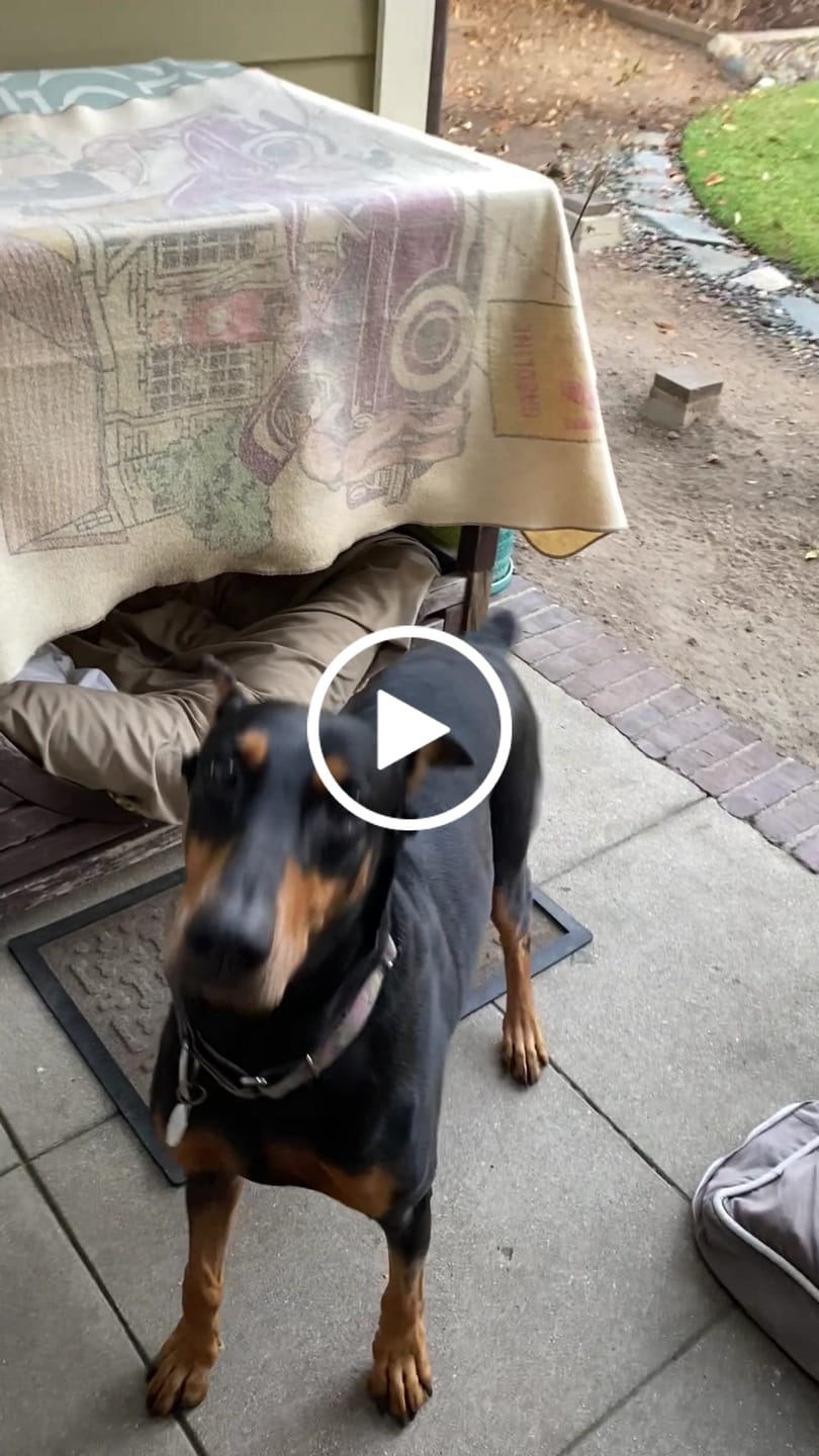 Customer video review of Beef Dog Food 1.5lb Frozen Rolls - Case of 8 Rolls