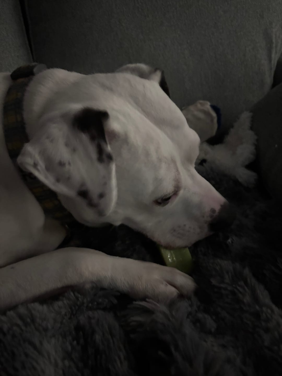 Customer photo review of Mint Himalayan Yak Chew (MEDIUM)