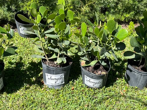 Customer photo review of Clusia