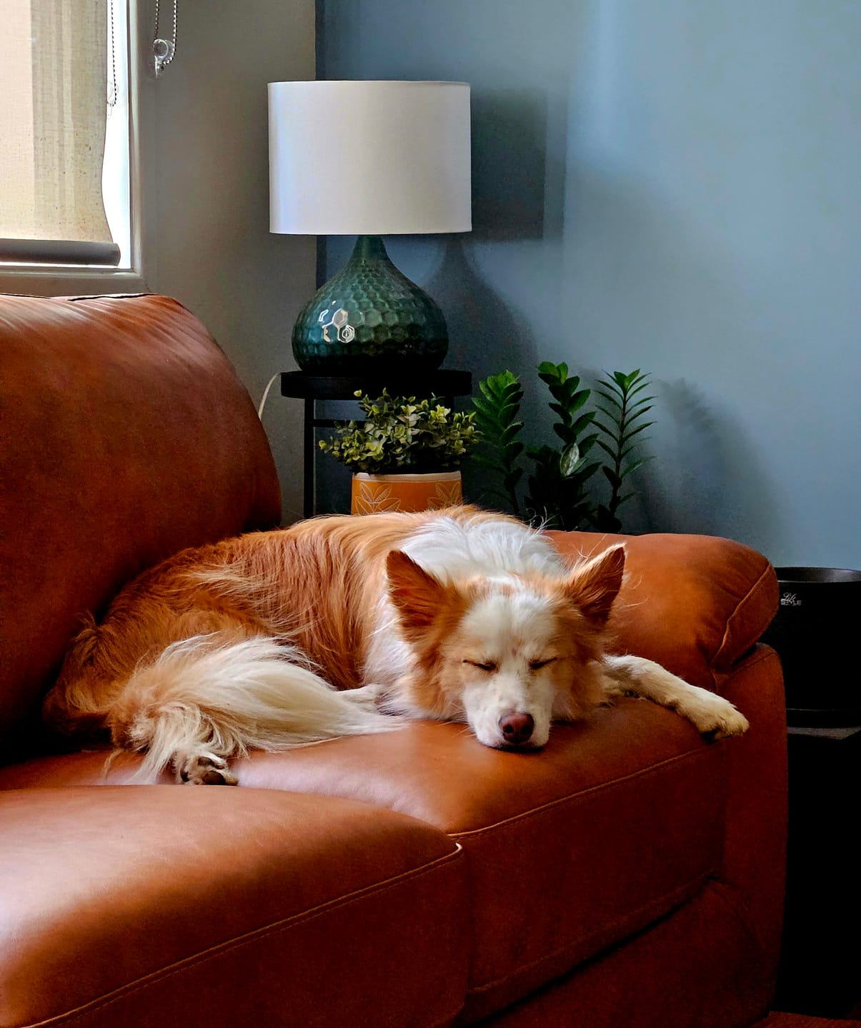 Customer photo review of Get Mush Done – Organic Lion's Mane & Cordyceps Superblend