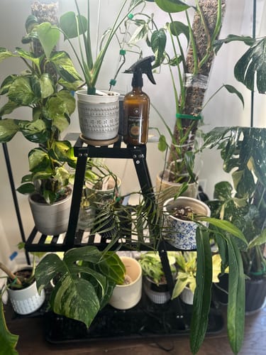 Customer photo review of Houseplant Pest Spray