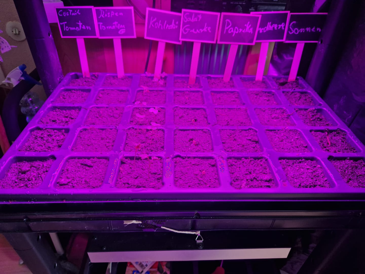 Customer photo review of QuickPot Anzuchtplatten (verschiedene Größen)