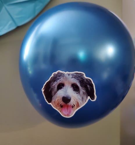 Customer photo review of Personalized Dog Party Pack