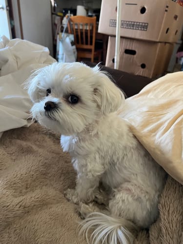 Customer photo review of 2007-2013 Acura MDX (AWD) 4-Wheel Active Electronic Suspension Conversion/Delete Kit with Suspension Light Module and Camber Bolts (AC14FMCK)