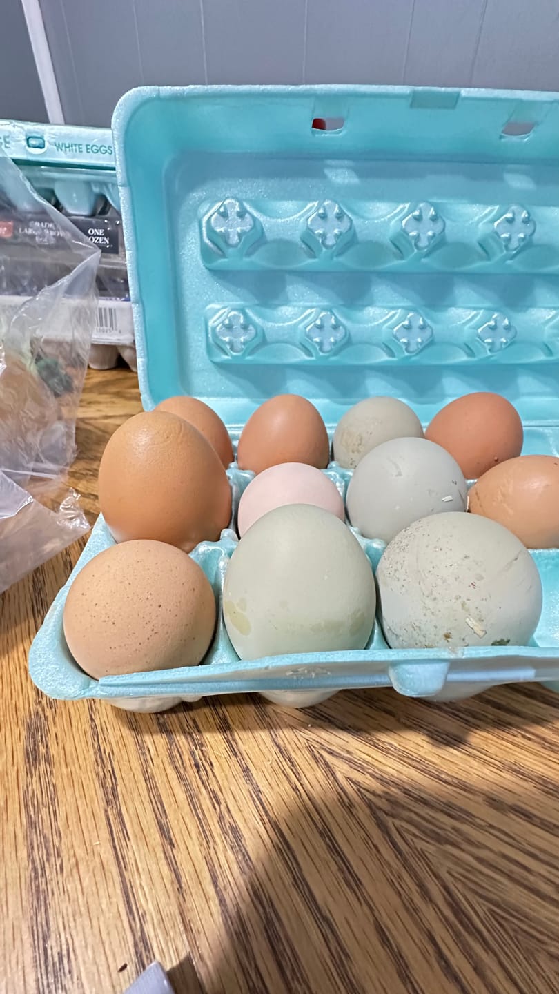Customer photo review of Nesting Herbs - Natural Support for Clean Coops & Healthy Hens
