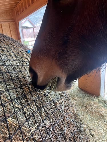 Customer photo review of Hay Chix® Large Bale Net - 6'