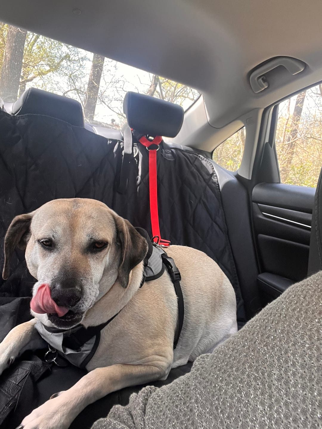 Customer photo review of 2 Pack Headrest Car Dog Safety Seatbelt