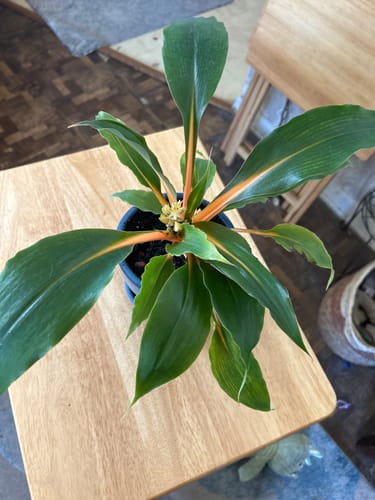 Customer photo review of Chlorophytum 'Fire Flash' 'Mandarin Orange'