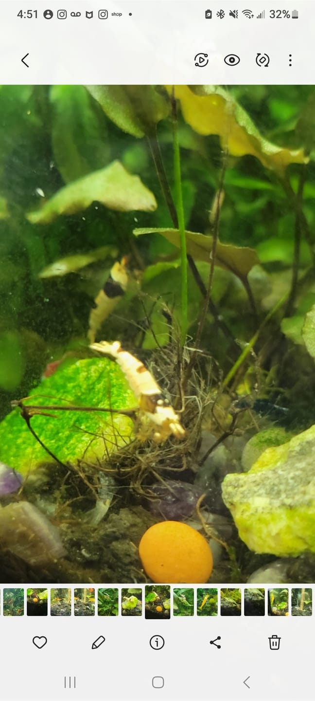 Customer photo review of Crystal Black Shrimp