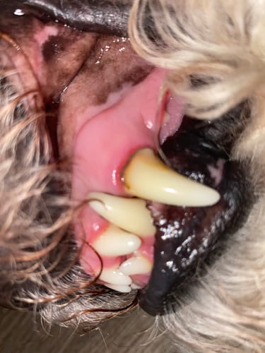 Customer photo review of Fresh Smile