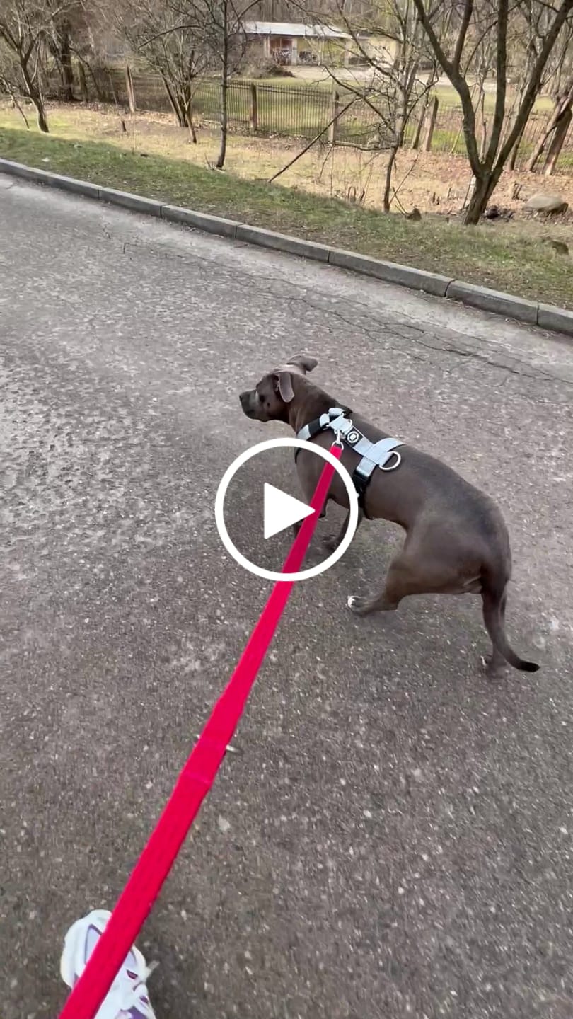 Customer video review of Training Anti Pull TRI-Harness® | M-XL Breeds - Metal Grey