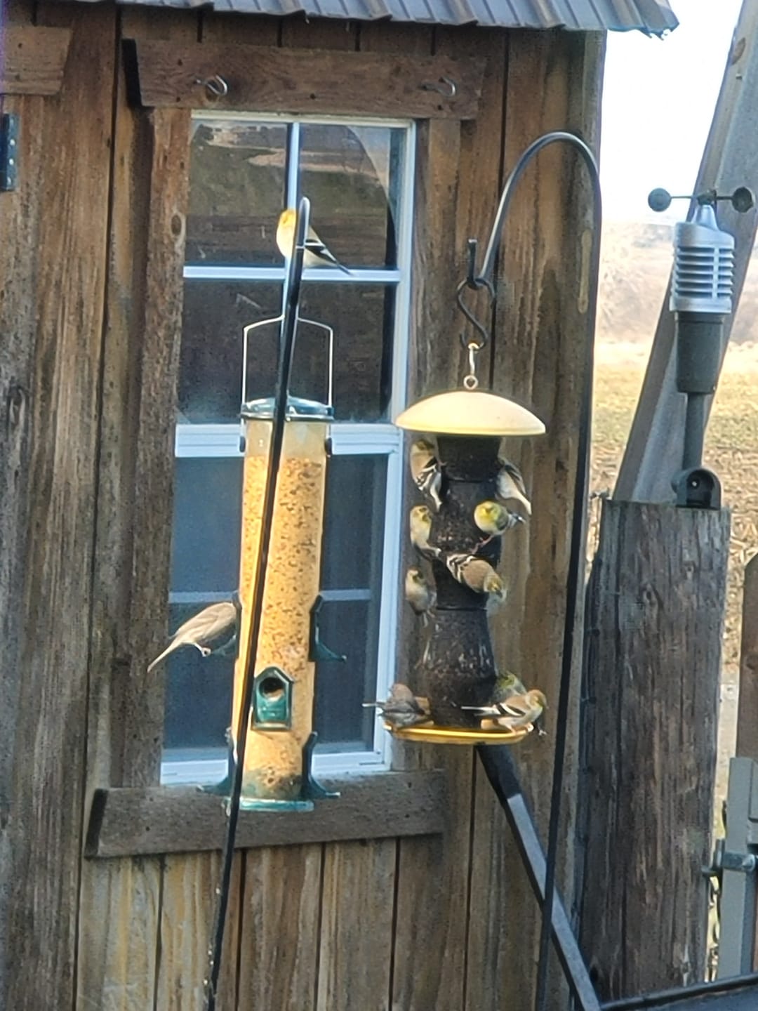 Customer photo review of Thistle Birdseed (Nyger)