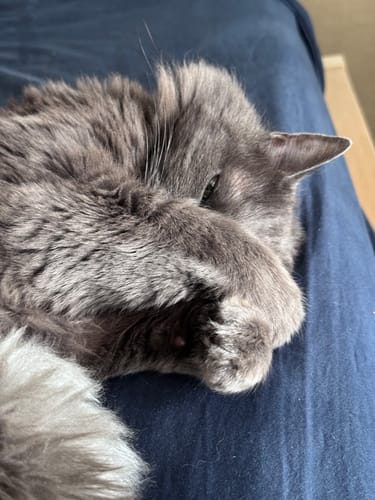 Customer photo review of 3 Month Supply - 2 Cats