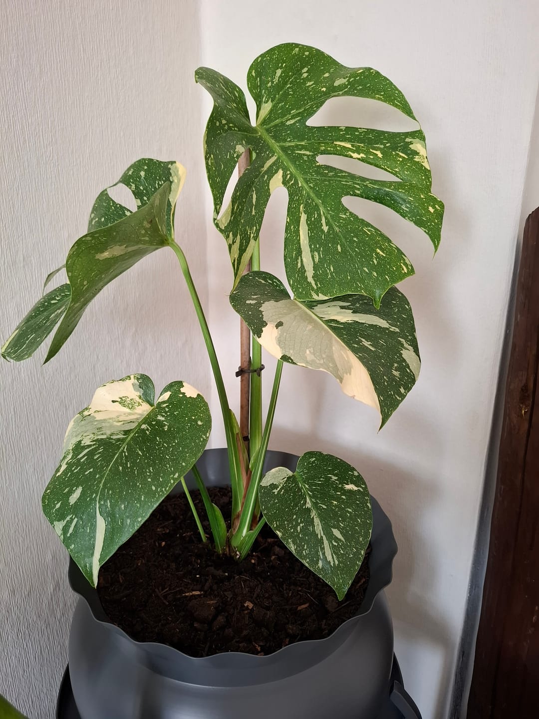 Customer photo review of MONSTERA THAI CONSTELLATION