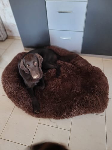 Customer photo review of Puppery Hundebett Wolke 7 - Das Original